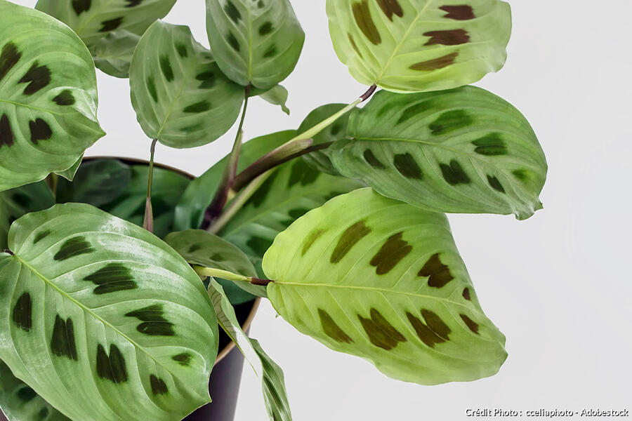 Maranta : culture, entretien, rempotage, bouturage | Détente jardin