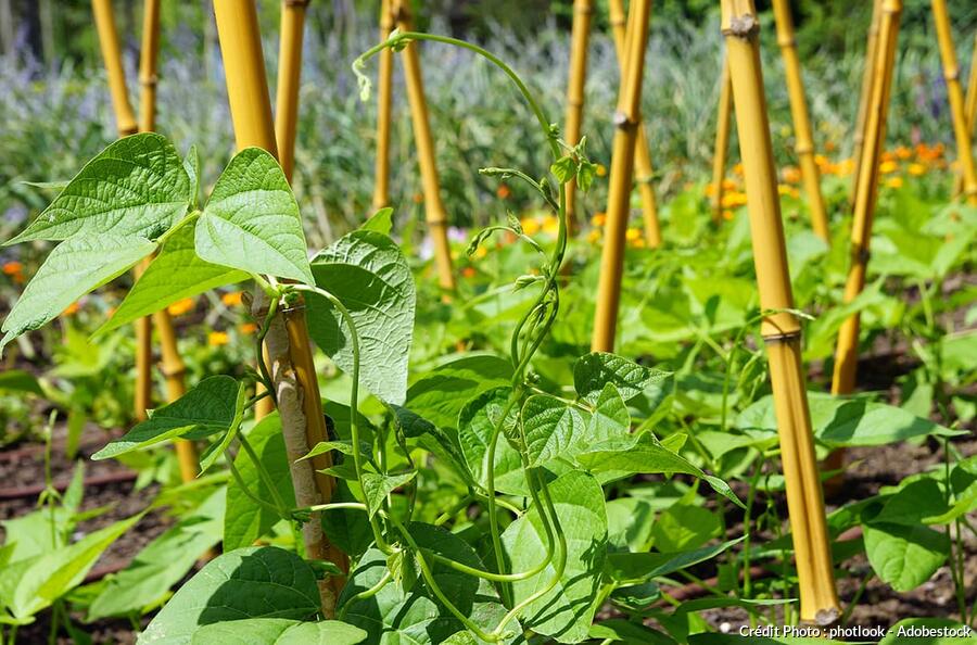 Tuteur pour les petits pois quel support choisir ? Détente jardin — free download