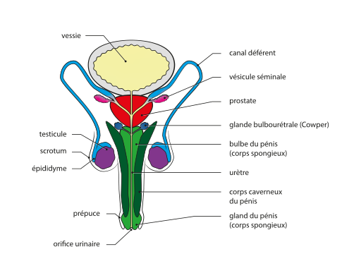 L’urètre chez l’homme et chez la femme (anatomie, rôles, maladies ...